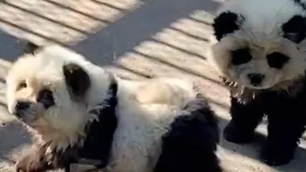 Atraksi Unik di China Anjing Dicat Mirip Panda Hebohkan Wisatawan